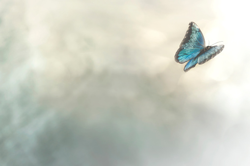 delicada mariposa vuela libre en el cielo photo