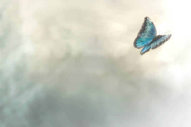 farfalla delicata vola libero nel cielo - corpo di animale foto e immagini stock