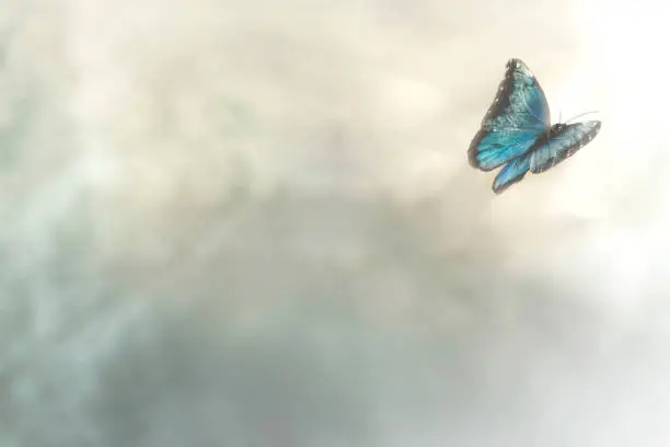 delicate butterfly flies free in the sky