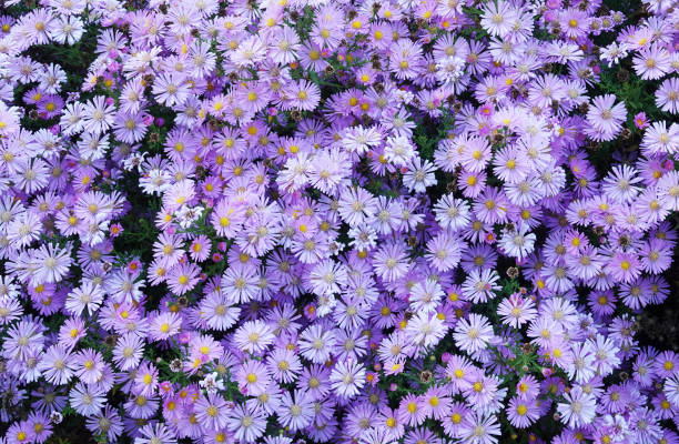 istock Erigeron many purple yellow flowers 1178931454