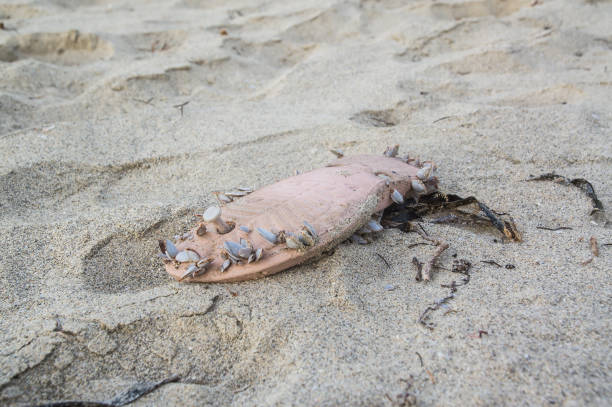istock A mussel-covered flip-flop is on the beach. 1178932394