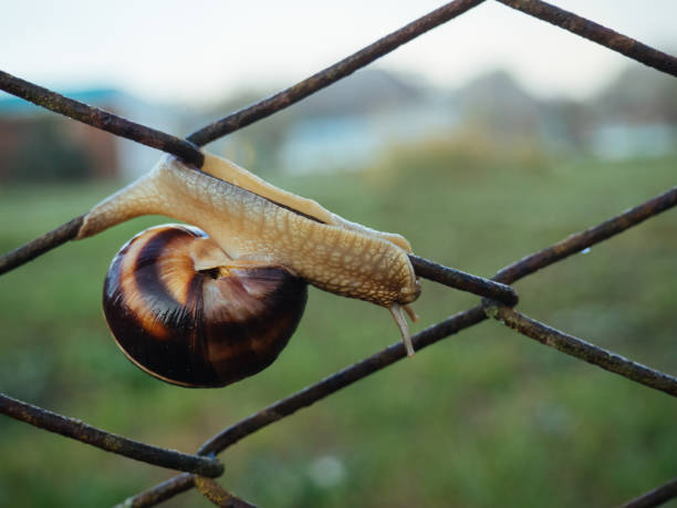 um grande caracol rasteja em uma cerca oxidada do metal - remote shell snail isolated - fotografias e filmes do acervo