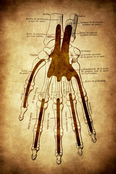 The skeleton of the hand with muscle insertions and tetives ,ligaments Illustration of a The skeleton of the hand with muscle insertions labeled hand bones stock illustrations