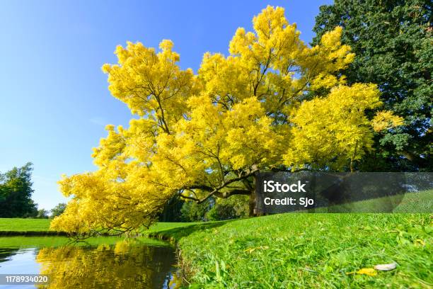 Golden Or Yellow Leaves On A Golden Ash Tree In The Fall Stock Photo - Download Image Now