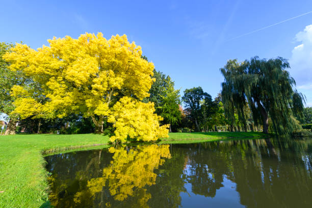 Golden or yellow leaves on a Golden Ash tree in the fall Golden or yellow leaves on a Golden Ash tree in the fall. The Fraxinus excelsior jaspidea is standing tall in the public citypark of Kampen, The Netherlands. fraxinus excelsior jaspidea stock pictures, royalty-free photos & images