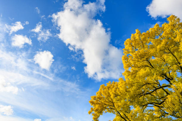 Golden or yellow leaves on a Golden Ash tree in the fall with clouds and blue sky in the background Golden or yellow leaves on a Golden Ash tree in the fall. The Fraxinus excelsior jaspidea is standing tall in the public citypark of Kampen, The Netherlands. fraxinus excelsior jaspidea stock pictures, royalty-free photos & images