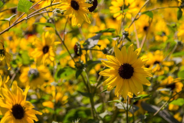 istock Yellow Marigold / Daisy flower in a garden 1178935185