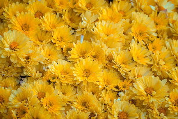 istock carpet of yellow chrysanthemums as a background 1178935263