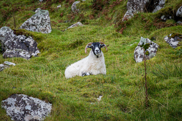 istock Sheep in the Countryside 1178935926