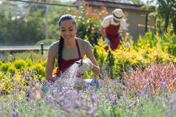 Gardeners working in the garden, watering the flowers and trimming the decorative pine trees