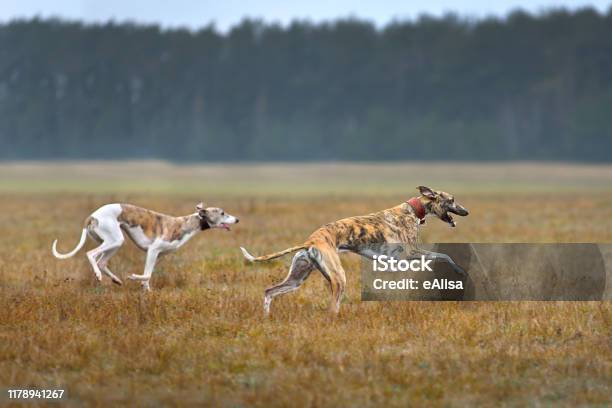 Two Whippets Running Stock Photo - Download Image Now - Greyhound, Dog, Running