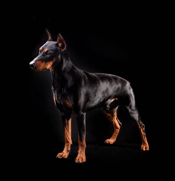istock Tan-and-black German Pinscher 1178941841