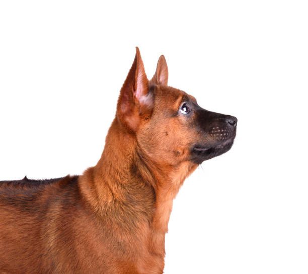 istock Puppy of Thai Ridgeback 1178941851