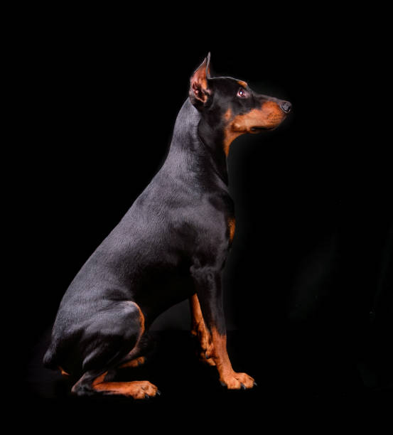 istock Tan-and-black German Pinscher 1178941856