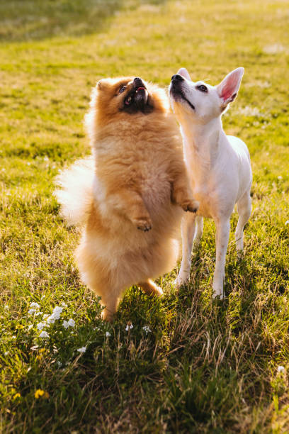istock Dogs are waiting for food. Doing tricks 1178943022