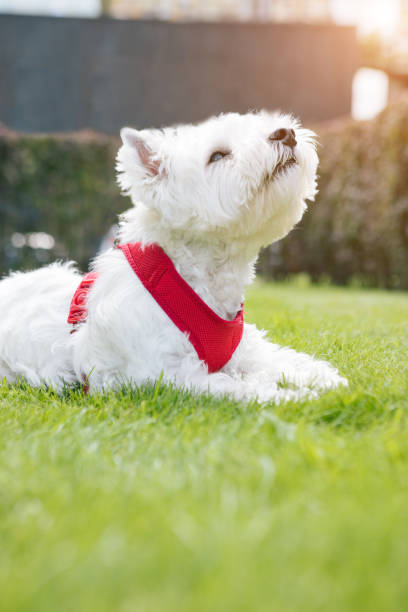 istock Adorable white dog West Highland White Terrier. 1178943163