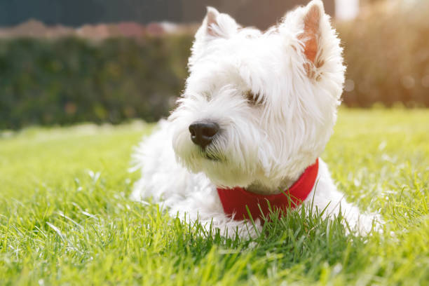 istock Adorable white dog having rest lying on the grass. 1178943177