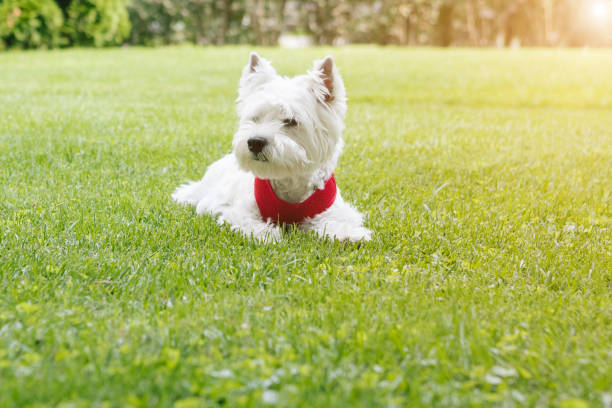 istock West Highland White Terrier lying on the grass. red collar 1178943201