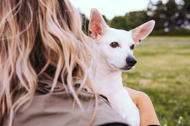 istock Dog owner care and love 1178943260