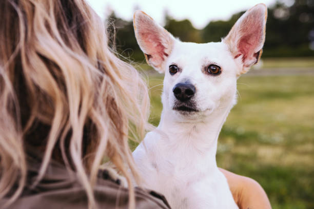 istock Pets trust and care 1178943275