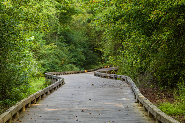istock Curving Wood Trail Through Green Forest 1178943389