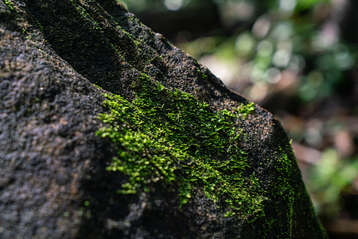 Green moss on the stone surface in the rain forest