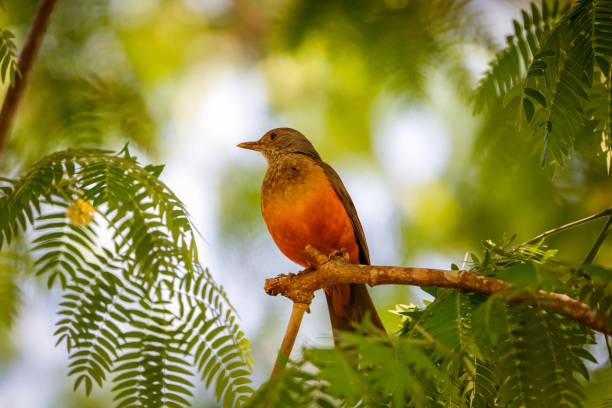 Rufus-bellied Trush perching on a branch framed with filigrane leaves,defocused background, Bom Jardim, Mato Grosso, Brazil Tropical bird of Brazil thrush bird stock pictures, royalty-free photos & images