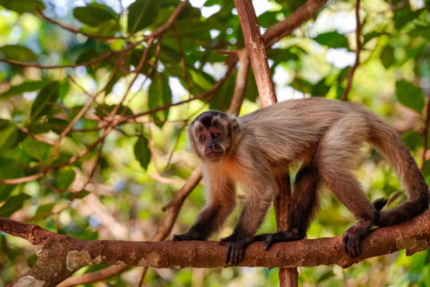 капюшон капуцин восхождение на ветку, глядя на камеру, частично на солнце, лагоа дас арарас, бом джардим, мату-гросу, бразилия - brown capuchin monkey стоковые фото и изображения