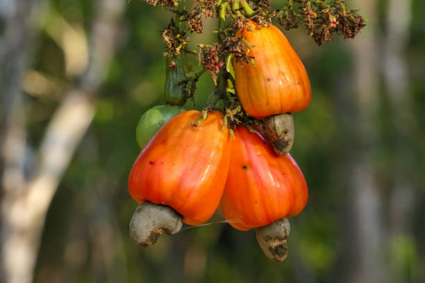 feche acima das frutas vermelhas sunlit de uma árvore de caju na floresta húmida de amazon de encontro ao fundo escuro, san jose faz rio claro, mato grosso, brasil - castanha de caju - fotografias e filmes do acervo