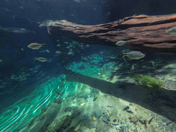 istock View underwater in a crystal clear rainforest spring with tropical fishes and tree trunk, reflections of sunlight, Bom Jardim, Mato Grosso, Brazil 1178944675