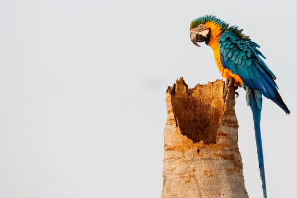 Close up of an endangered Blue-and-yellow macaw sitting on a palm tree trunk, side view, looking to left, San Jose do Rio Claro, Mato Grosso, Brazil Photo taken in a rare refuge of endangered bird species in the amazon region gold and blue macaw photos stock pictures, royalty-free photos & images