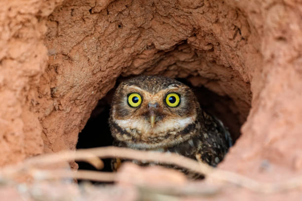 Close up  of a Burrowing Owl sitting in its clay nest on the ground, facing to camera, San Jose do Rio Claro, Mato Grosso, Brazil Typical bird of prey in the Brazilian Cerrado and Amazon region burrowing owl stock pictures, royalty-free photos & images
