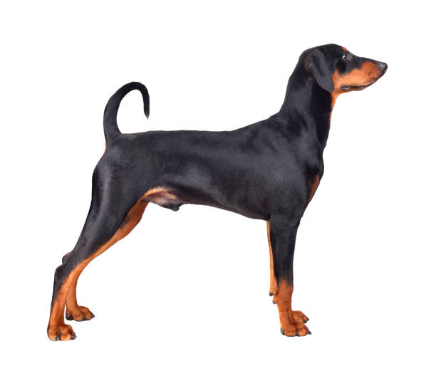 istock Puppy of tan-and-black German Pinscher 1178944949