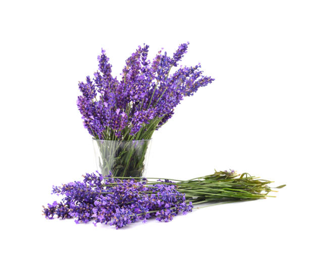 istock Bunch of fresh lavender flowers 1178945974