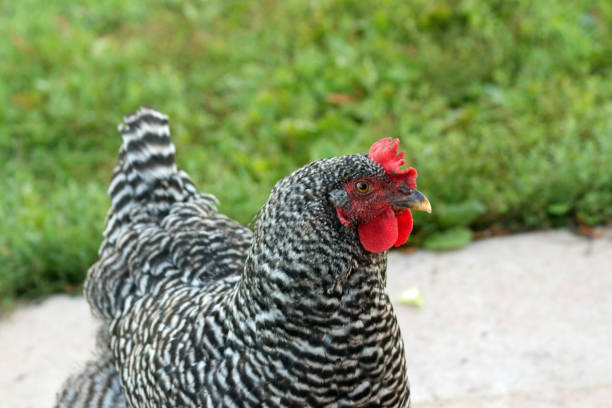 istock Free range Plymouth Rock chicken 1178946005