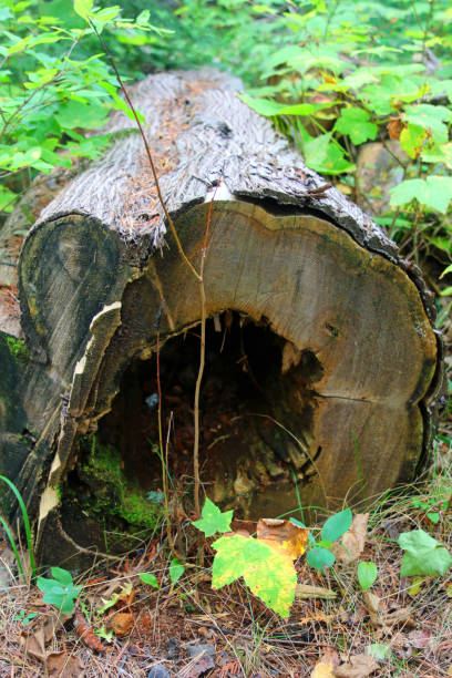 istock Felled oak tree, hollow in center 1178946029