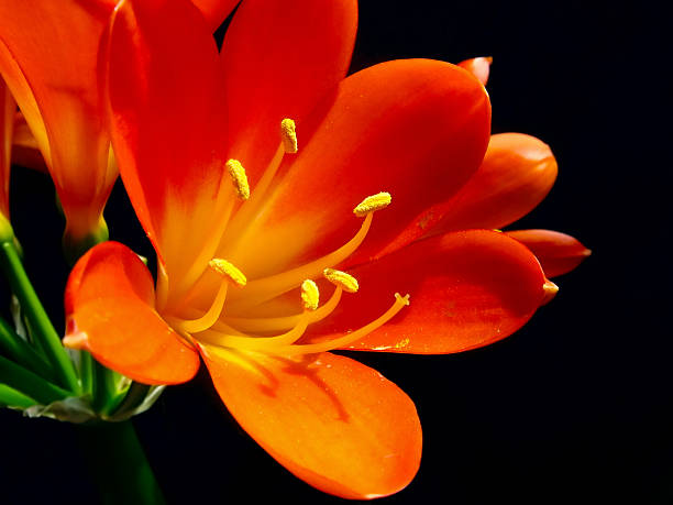 istock Close up of clivia flowers 117894813