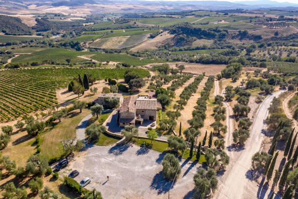 istock Vineyard in Montalcino Tuscany 1178948220
