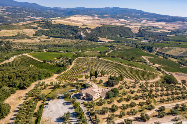 istock Vineyard in Montalcino Tuscany 1178948236