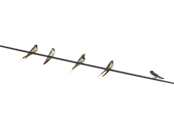 istock Swallows on the wires. 1178948552