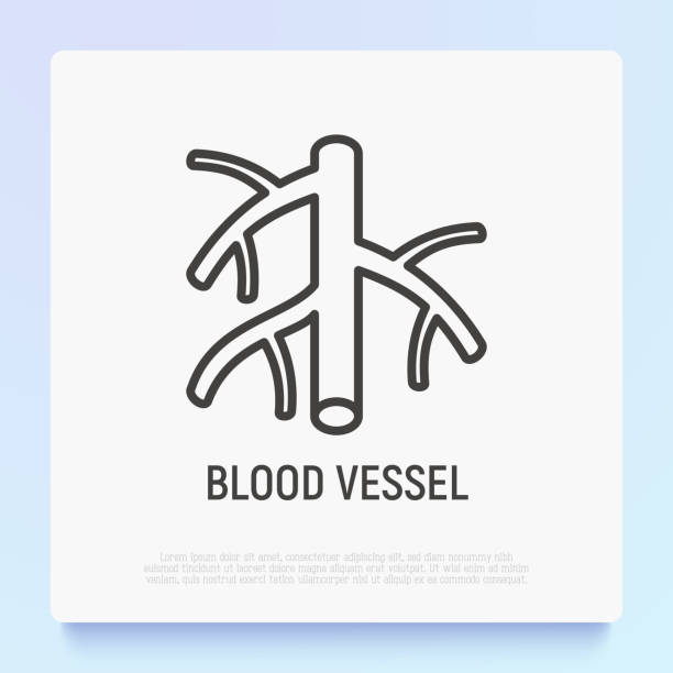 ilustraciones, imágenes clip art, dibujos animados e iconos de stock de icono de línea delgada del vaso sanguíneo. ilustración vectorial moderna. - flujo sanguíneo