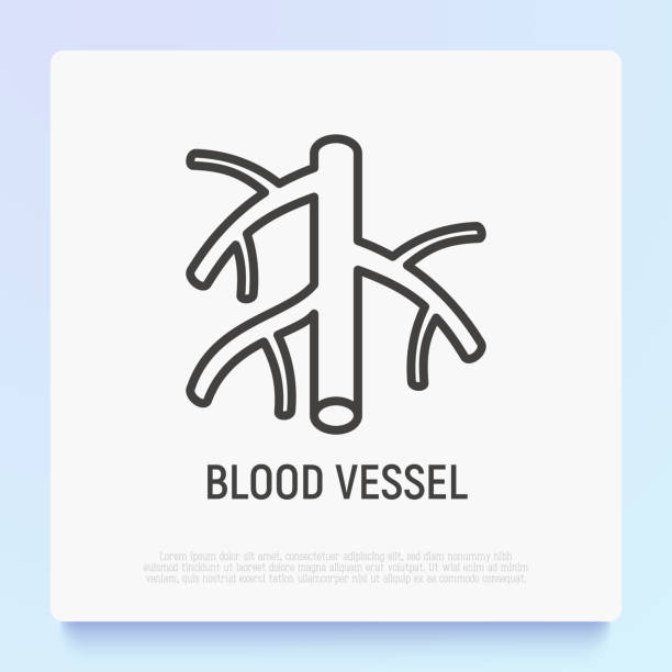 ilustrações de stock, clip art, desenhos animados e ícones de blood vessel thin line icon. modern vector illustration. - vascular