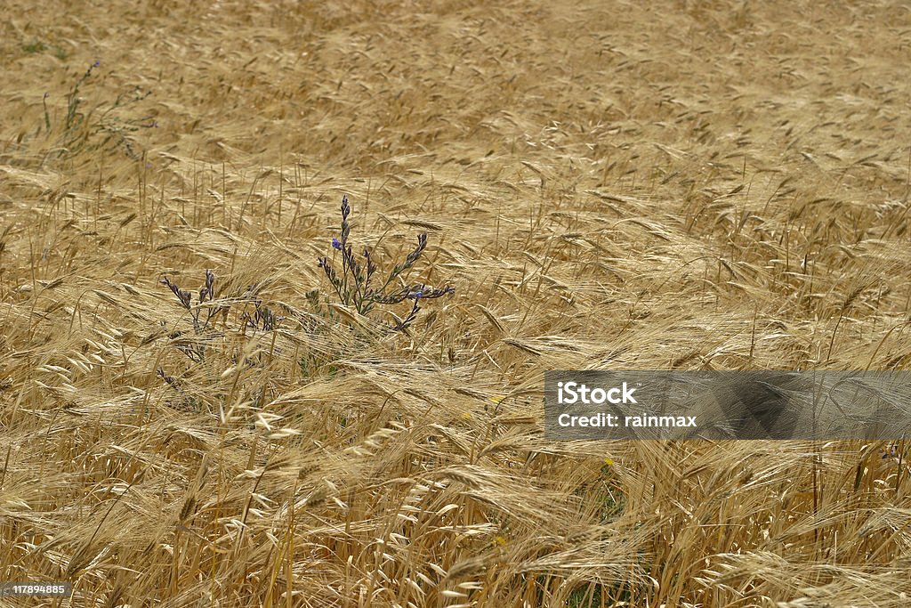 Wheat  Agricultural Field Stock Photo