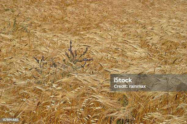 Wheat Stock Photo - Download Image Now - Agricultural Field, Color Image, Crop Circle