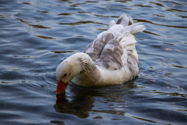 istock A duck in the water 1178949655