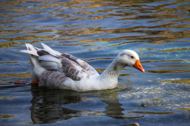istock A duck in the water 1178949659