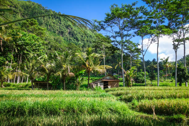зеленые рисовые поля, сайдмены, бали, индонезия - sidemen стоковые фото и изображения