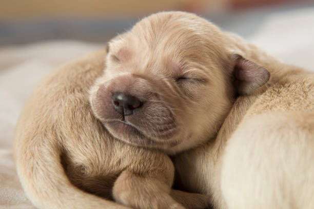 istock Sleeping newborn golden retriever puppies 1178950187