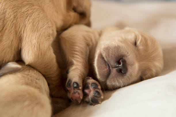 istock Sleeping newborn golden retriever puppies 1178950237