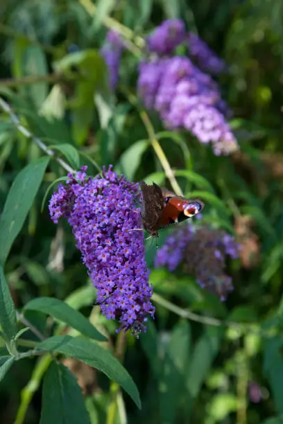 Peacock butteryfly Inachis io Buddleja davidii in flower in late August in and English garden, United Kingdom